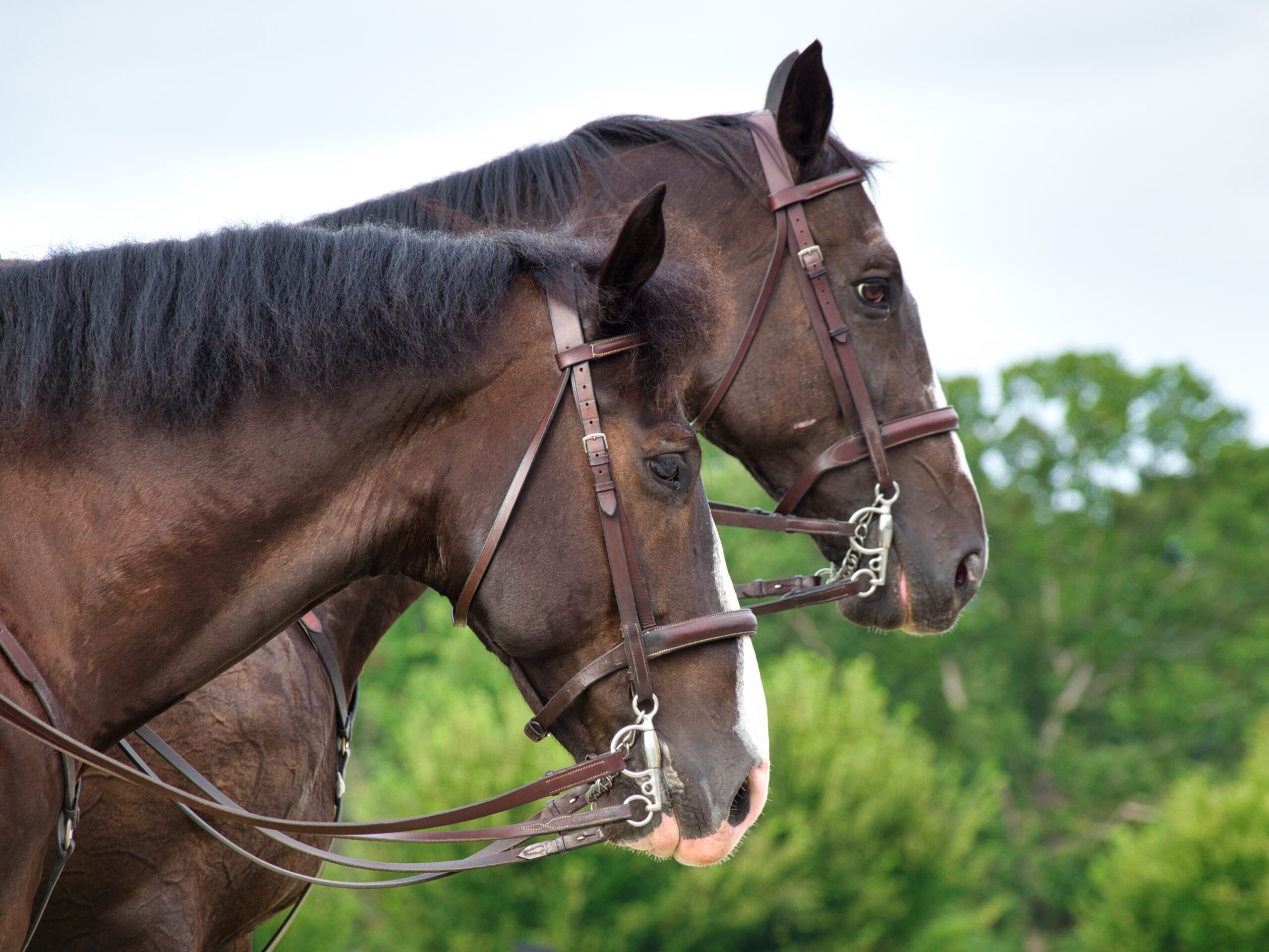 ABOUT US brown horses in a field surrounded by greenery with a blurry background